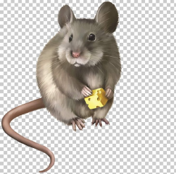 Rat Mouse Rodent PNG, Clipart, Animals, Baby Eating, Cartoon ...