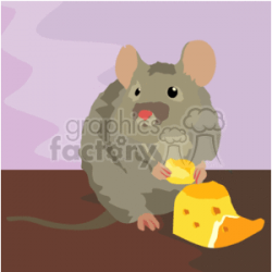 Grey Rat eating cheese clipart. Royalty-free clipart # 128835