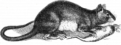 28+ Collection of Black And White Rat Drawing | High quality, free ...