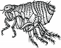 Flea PNG Black And White Transparent Flea Black And White.PNG Images ...