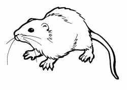 Free Printable Rat Coloring Pages For Kids | c | Super ...