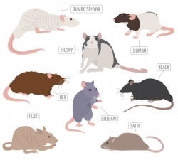 Pet Rat Breeds: What Types of Pet Rats Are There? | Animallama