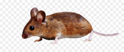 Rat Cartoon clipart - Mouse, Iphone, Rat, transparent clip art