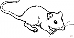 Download rat colouring page clipart Rat Coloring book Mouse ...