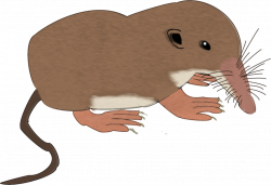 Mouse Shrew (attempt) by SamuelEarl666 on DeviantArt