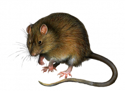 mouse rat PNG | Animal PNG | Pinterest | Rats and Animal