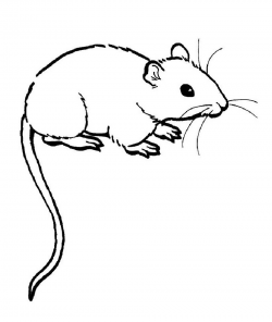 Rat clipart colouring page #5 | VBS 2018 | Coloring pages ...
