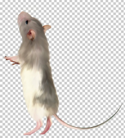 Computer Mouse Rat Fancy Mouse PNG, Clipart, Animals ...
