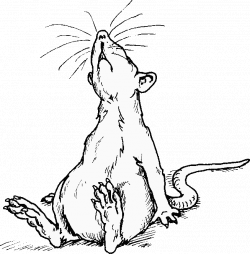 Line drawing of rat sitting back human-fashion | Rats Love ClipArt ...