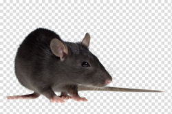 Brown rat Mouse Gerbil Rodent Black rat, mouse transparent ...
