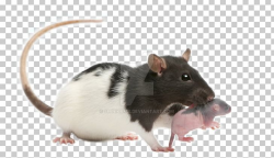 Brown Rat Mouse Infant Fancy Rat Gerbil PNG, Clipart ...