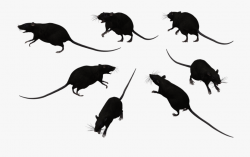 Rat Pictures Free - Group Of Black Rats , Transparent ...