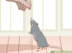 How to Care for a Pet Rat (with Pictures) - wikiHow