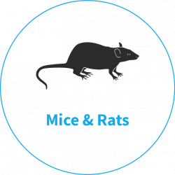 Rodent Control Services | Rats & Mice Removal | King's Lynn Norfolk