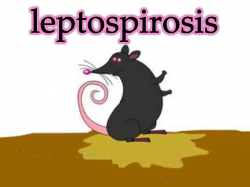 Leptospirosis.