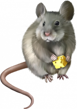 Pin by Sherry Soetaert on Mice | Pinterest | Mice, Animal and Rats