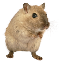 Rat, mouse, mice PNG free images, pictures