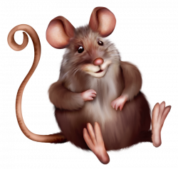 Mouse | Pet stuff, Psp and Rats