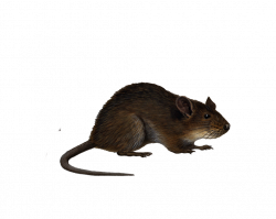 Mouse Black rat Clip art - Rat & Mouse 1024*819 transprent Png Free ...