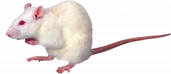Rat, mouse, mice PNG free images, pictures