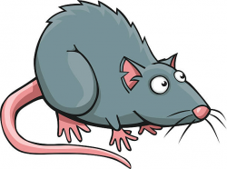 A friendly pet rat. A grey and pink rodent. » Clipart Portal