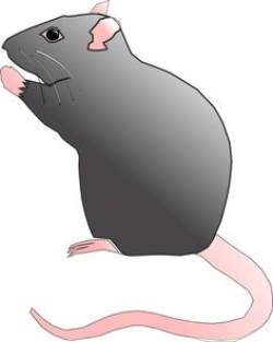 Cute rat clipart - Clip Art Library