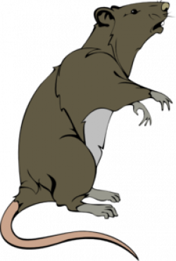 Grey Greedy Rat Clip Art at Clker.com - vector clip art ...