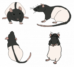 Rat Colors and Patterns