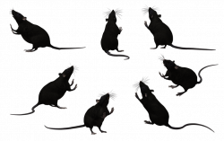 Black Rat Set 07 by Free-Stock-By-Wayne on DeviantArt