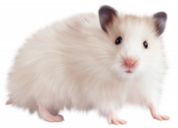 Rat, Mouse Transparent PNG File | Web Icons PNG