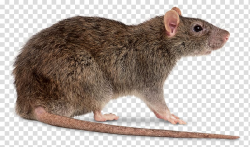 Brown rat Mouse , Rat File transparent background PNG ...