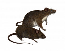 rat clipart - PngLine