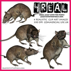 4 Real! 4 Realistic Rat Clip Art Images - Rat Clipart