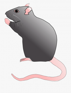 Rat Rodent Pest Mouse Animal Png Image - Cute Rat Clip Art ...