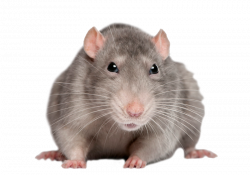mouse rat PNG | Animal PNG | Pinterest | Rats and Animal