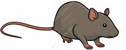 Grey rat #grey #longtail #mouse #pet #pinknose #rat #rodent ...