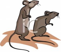 Clipart Picture of Two Brown Rats - AnimalClipart.net
