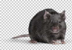 Mouse Rodent Brown Rat Vermin Naked Mole-rat PNG, Clipart ...