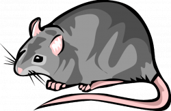 28+ Collection of Black And White Clipart Of Rat | High quality ...