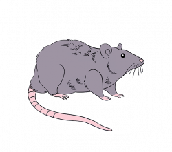 Drawn Rat Free collection | Download and share Drawn Rat