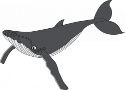 Clipart - Baleine