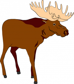 Image of Moose Clipart #7687, Moose Free Illustration Of A Brown ...