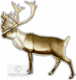 Caribou or Reindeer (Rangifer tarandus) Line Art and Full Color ...