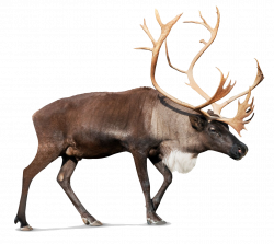 Reindeer PNG Photos | олени | Pinterest | Background images