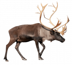 Large Reindeer (Caribou) transparent PNG - StickPNG