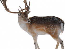 Download Reindeer Clipart Rain - Difference Between A ...