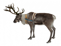 Reindeer Pictures Images Free Download Clip Art - carwad.net