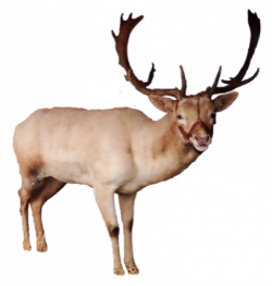Free Reindeer PNG Transparent Images, Download Free Clip Art ...