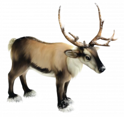 28+ Collection of Realistic Reindeer Clipart | High quality, free ...