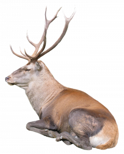 deer-free-PNG-transparent-background-images-free-download-clipart ...